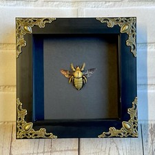 Golden Carpenter Bee (Xylocopa