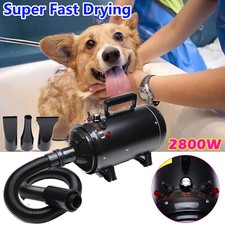 2800W Pro. Pet Hair Dryer Dog