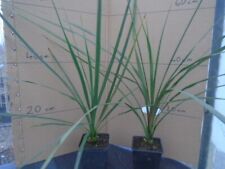 Cordyline australis (cabbage