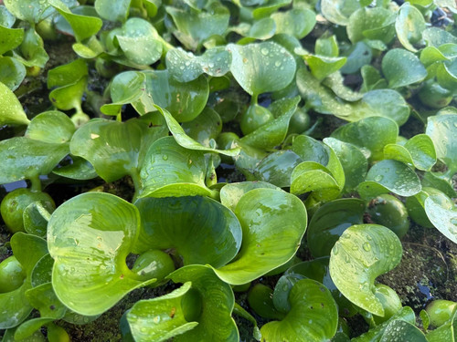 Live jumbo water hyacinth - water,