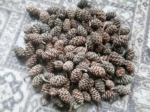 100 large sequoia cones - 100,