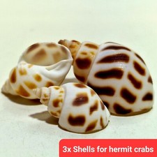 3x Spare empty shells