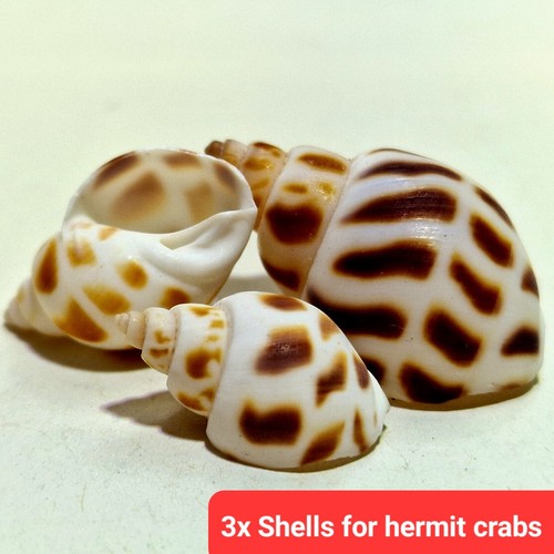 Spare empty shells - 3x,