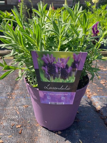 Lavender plants hidcote french - plants,