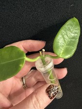 Hoya Sussuela  Rooted Cutting