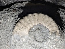 Jurassic Ammonite Fossil in