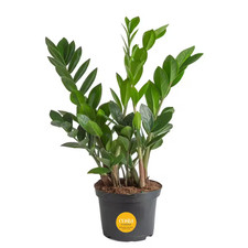 Zamioculas Zamiifolia Indoor