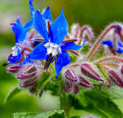 150x herb borage - herb,