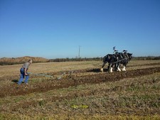 Photo 12x8 Horse-drawn plough