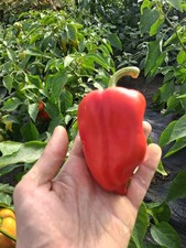 20 amy sweet pepper seeds