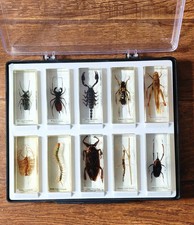 National Geographic 10pcs Real Insects -Collection – 11cm Specimens | Pre-owned