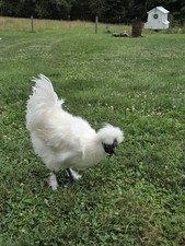 6 Fertile Silkie Hatching