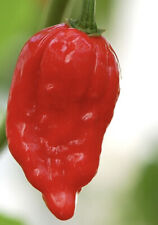 100% Genuine Dorset Naga