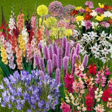 Summer flowering bulb mixed - flowering,