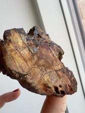 208g Petrified Wood Chunk -