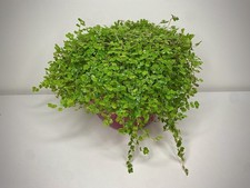 Soleirolia Helxine Green mind