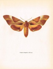 Coequosa Triangularis Hawk Moth Vintage Picture Old Print 1966 BM#65
