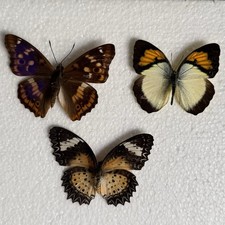 Entomology Butterfly Specimen