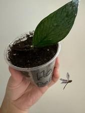 Hoya Polyneura Green Potted