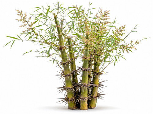 Giant thorny bamboo - thorny,