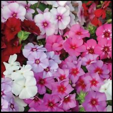 Phlox drummondii nana compacta