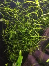 Guppy grass Najas guadalupensis aquarium stem plant 20 grams easy to grow