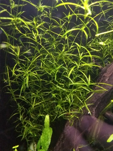 Guppy grass najas - grass,