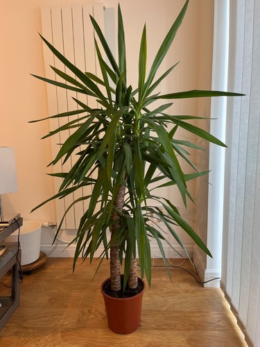 Yucca plant two - yucca, (indoor)