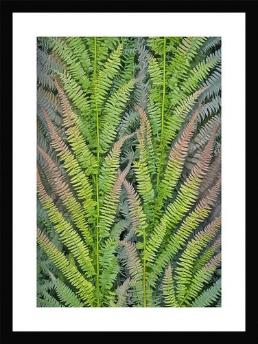 Timeless fern fronds print - fern,