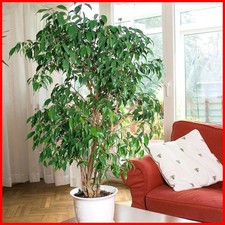 Large 3 ft Tall Exotic Tree