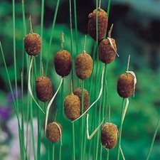 Typha Minima Dwarf Bullrush