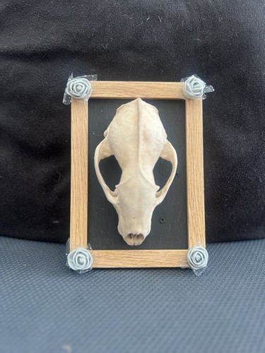 Real badger skull gothic - skull,