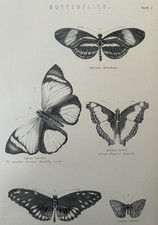 Antique Print Butterflies