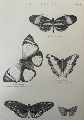 Antique print butterflies - antique,