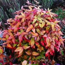 Nandina domestica (Heavenly