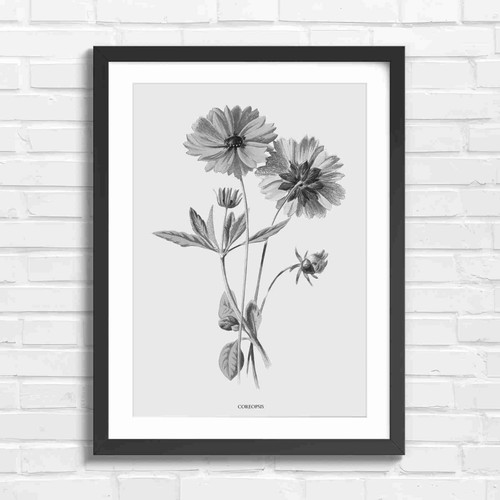 Botanical coreopsis flower - coreopsis,