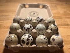 12Hollow Jumbo Quail Eggs! Best decor decoration for Easter Crafts Painting etc.