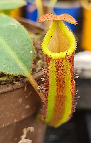 Nepenthes x v - nepenthes, {[(l