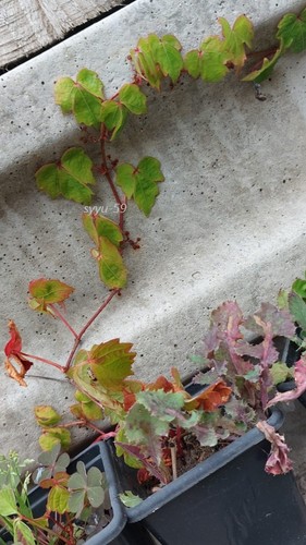 Boston ivy deciduous climbing - boston,