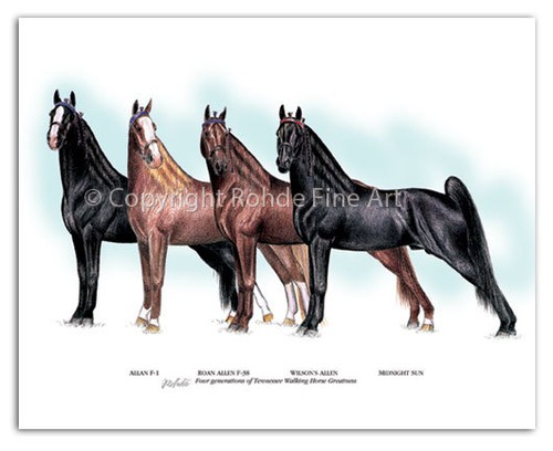 Tennessee walker walking horse - walking,