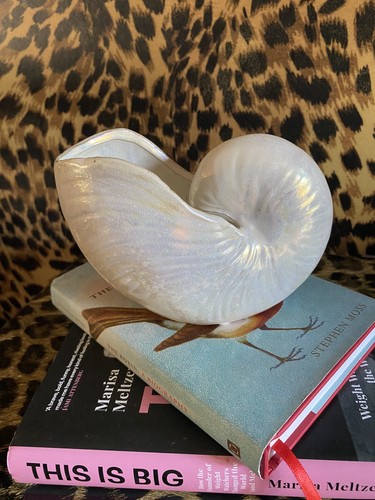 Vintage ceramic nautilus shell