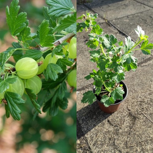 Gooseberry young plant - 1x,