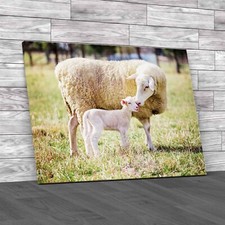 A White Suffolk Sheep With A