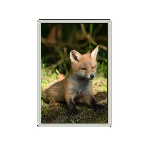 Fox cub cute animal - cub, beautiful