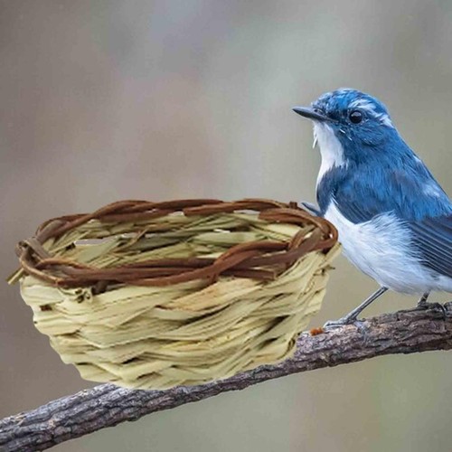 Bird nest outside - outside, birdhouse