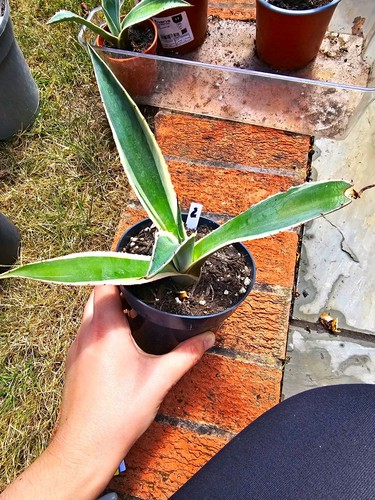 Agave ameeicana variegated - ameeicana,
