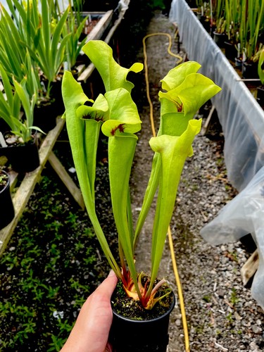 Sarracenia catesbaei dipping - sarracenia,