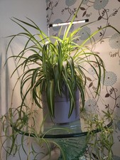 2 x Baby spider plant - Spider