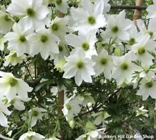 Clematis, Early Sensation seeds