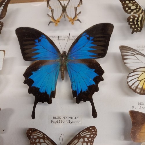 Taxidermy butterfly specimen - ,